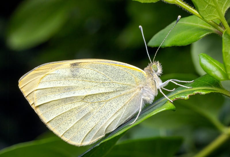 Butterfly in Forest